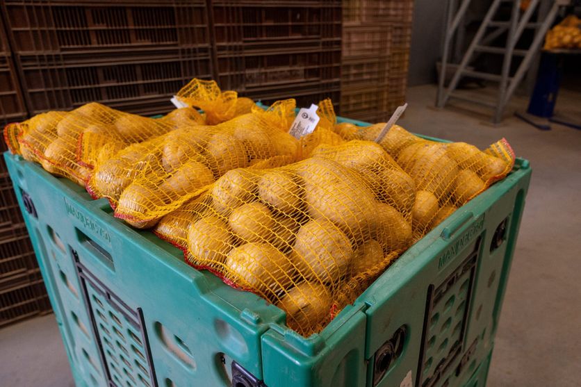 Baisse de production de pommes de terre : vers une crise sans précédent