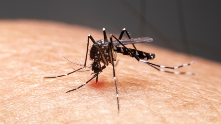 Épidémie de paludisme liée à l&rsquo;aéroport de Francfort