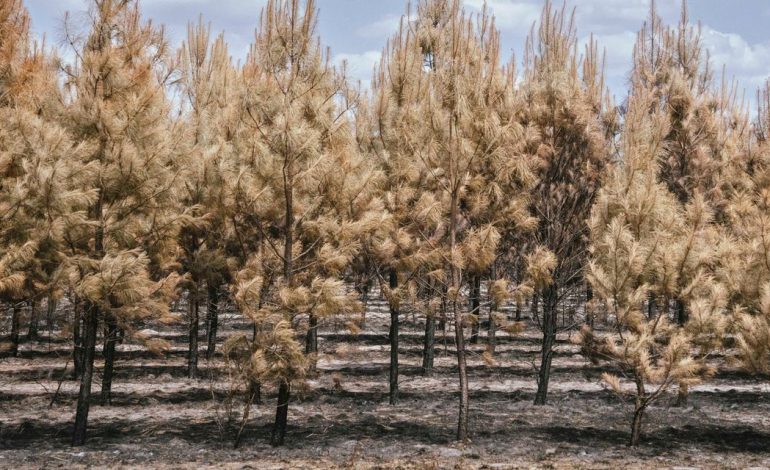 Conséquences et défis des incendies en Gironde