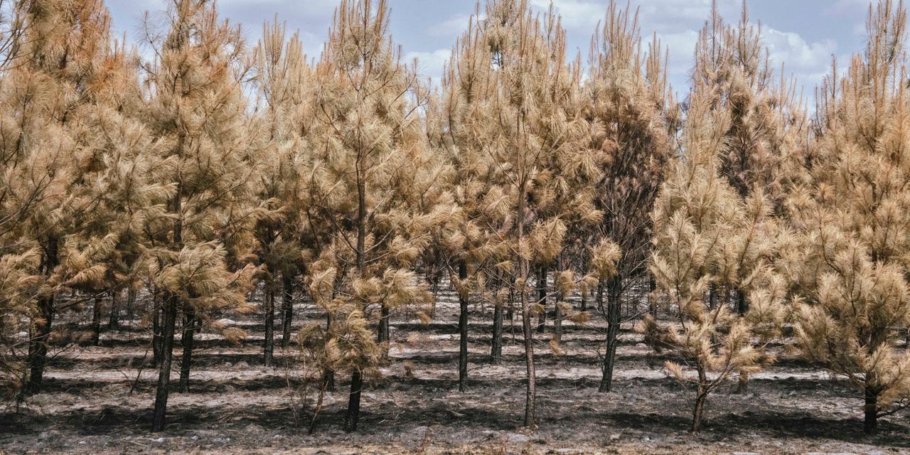 Conséquences et défis des incendies en Gironde