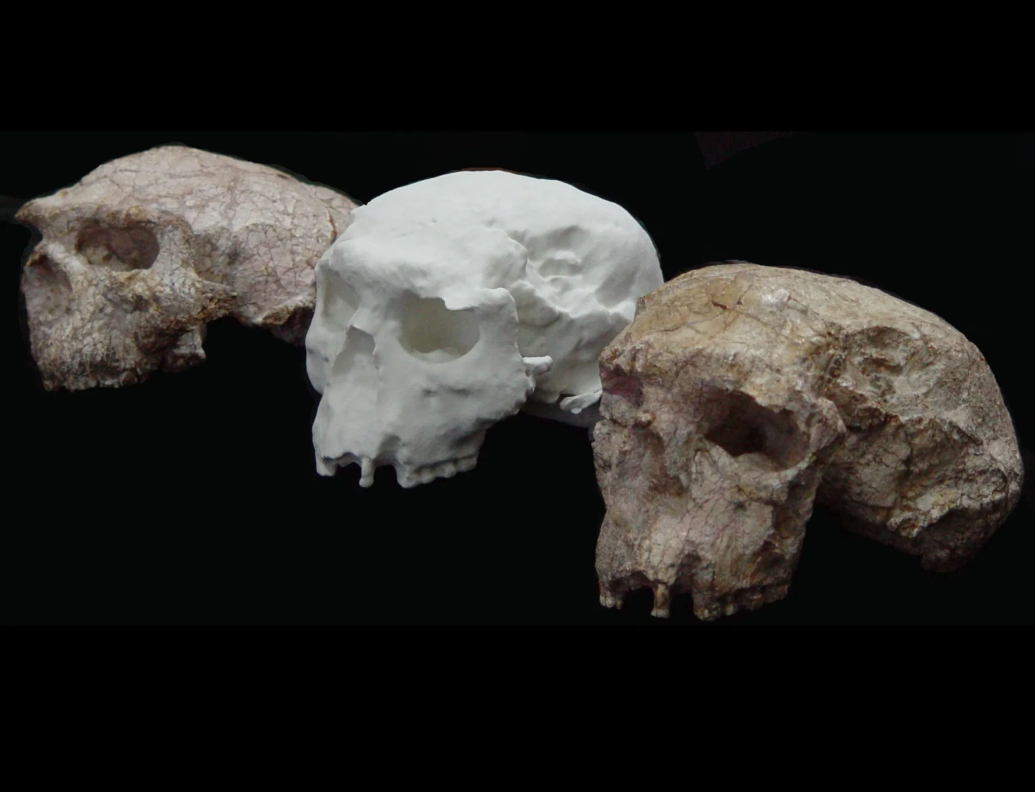 La Supercherie du Fossile de Piltdown