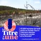 Réflexion sur le reboisement des Landes et de la Gironde après les incendies