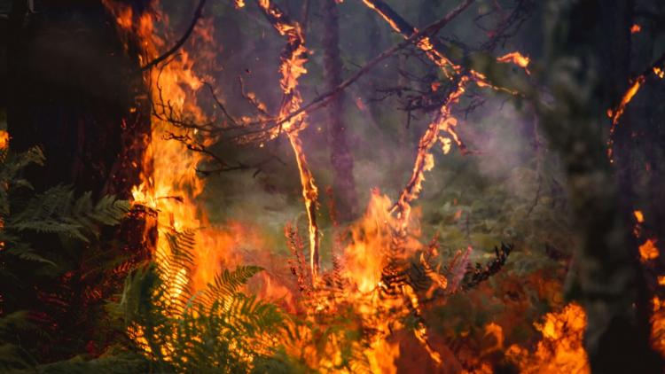 Risque élevé de feux de forêt en France : vigilance accrue