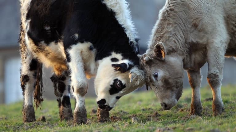 Un taureau chute tragiquement dans un jardin à Fougères