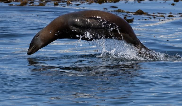 San Diego : Un homme plaide coupable d&rsquo;avoir agressé un lion de mer