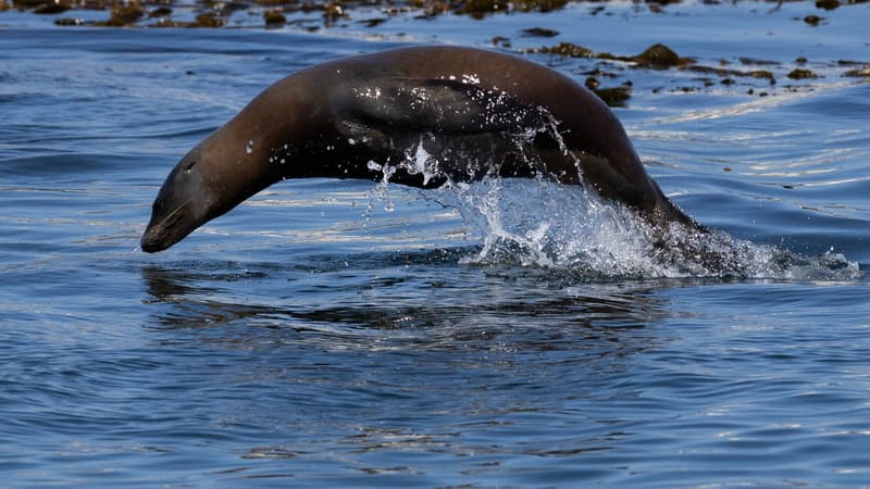 San Diego : Un homme plaide coupable d&rsquo;avoir agressé un lion de mer