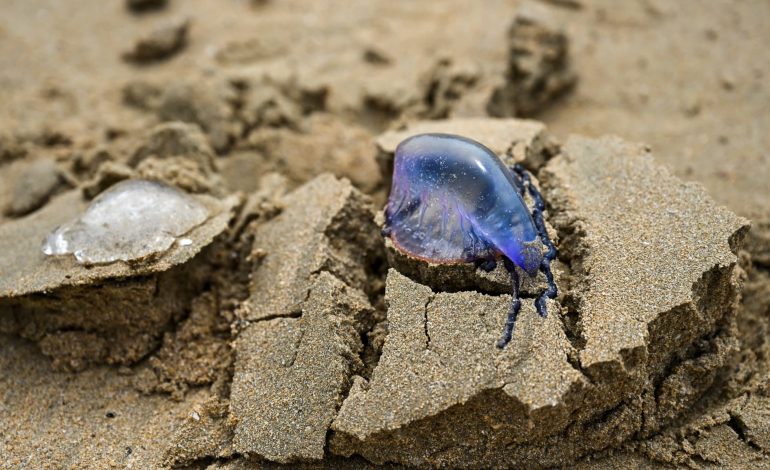 La menace des physalies sur les plages des Landes