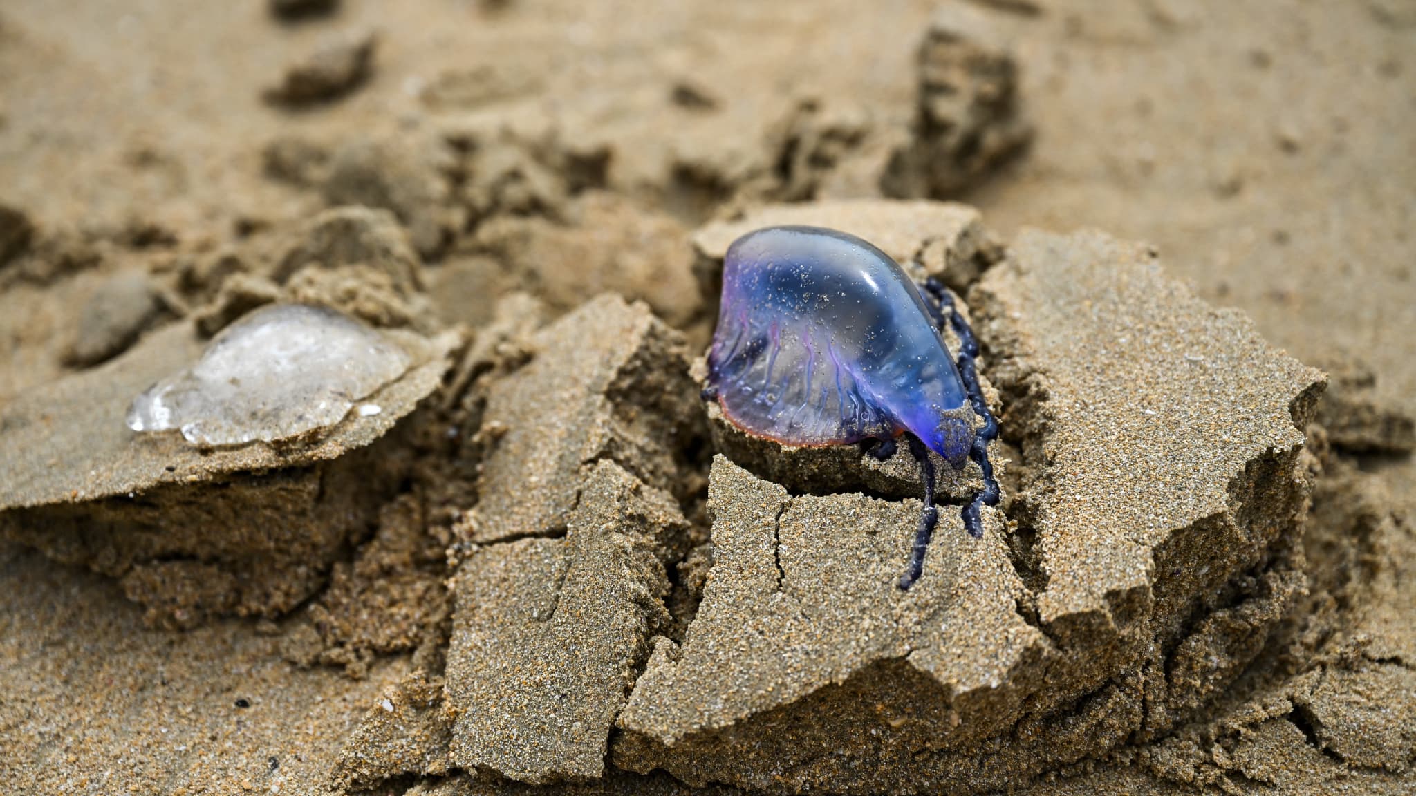 La menace des physalies sur les plages des Landes
