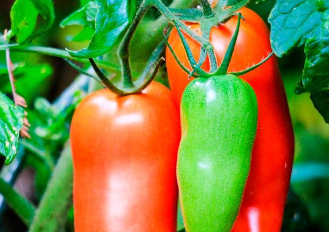Réduire le gaspillage alimentaire à la maison