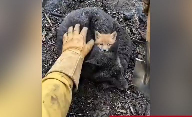 Vérification des vidéos d&rsquo;animaux durant les incendies