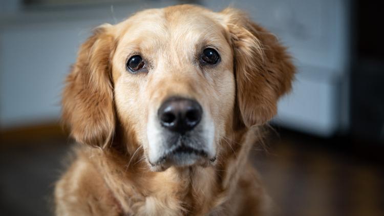 Les clignements des yeux chez les chiens influencés par leurs maîtres : Une étude fascinante