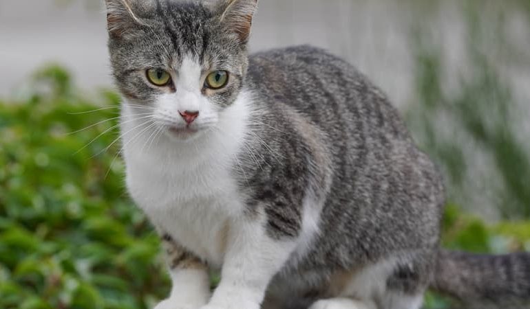 Une querelle autour d&rsquo;un chat perdu à Strasbourg