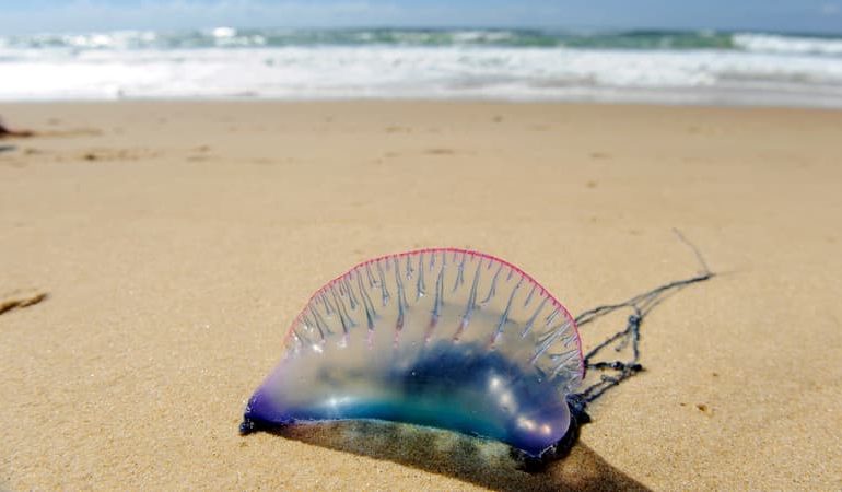 Afflux de Physalies sur les Plages du Sud-Ouest