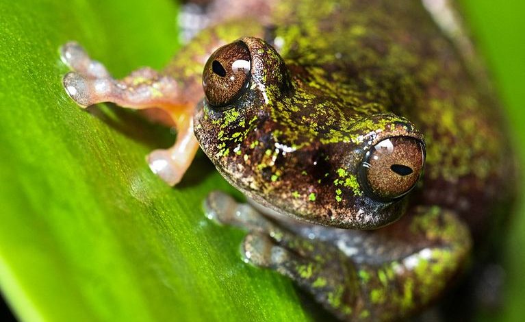 Découverte d&rsquo;une nouvelle espèce de grenouille au Costa Rica
