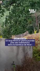 Un loup filmé en pleine journée près des habitations dans la banlieue de Nice
