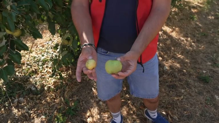 Les défis des arboriculteurs face à la canicule et à la sécheresse