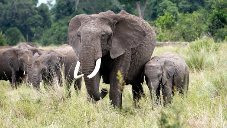 La mort mystérieuse de 15 éléphants au parc national d’Amboseli