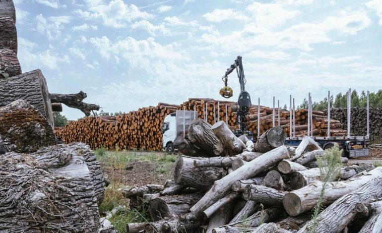 Les Conséquences Économiques des Incendies sur le Marché du Bois