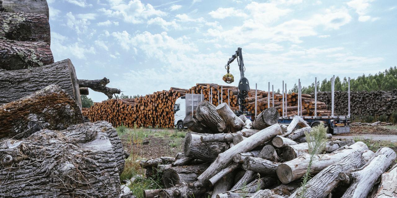 Les Conséquences Économiques des Incendies sur le Marché du Bois