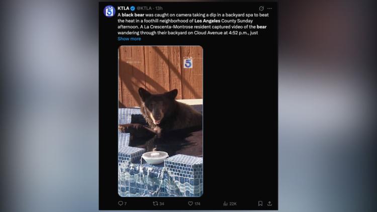 Un ours noir se détend dans un jacuzzi en pleine canicule californienne