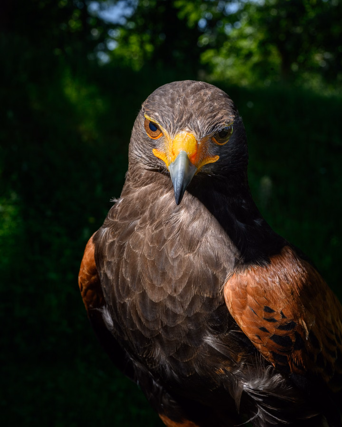 Les animaux-soldats : protecteurs des pistes aéroportuaires