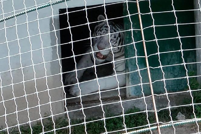 Opération de Sauvetage d&rsquo;Animaux au Mexique