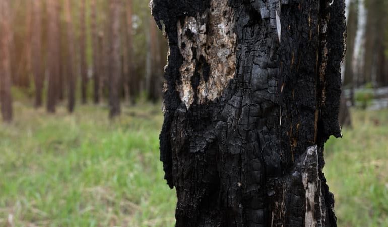 Les arbres résistants aux incendies