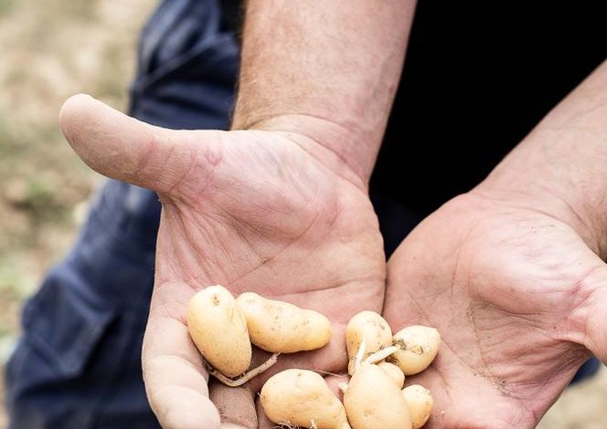 Les Grandes Enseignes Soutiennent les Agriculteurs Face à la Sécheresse