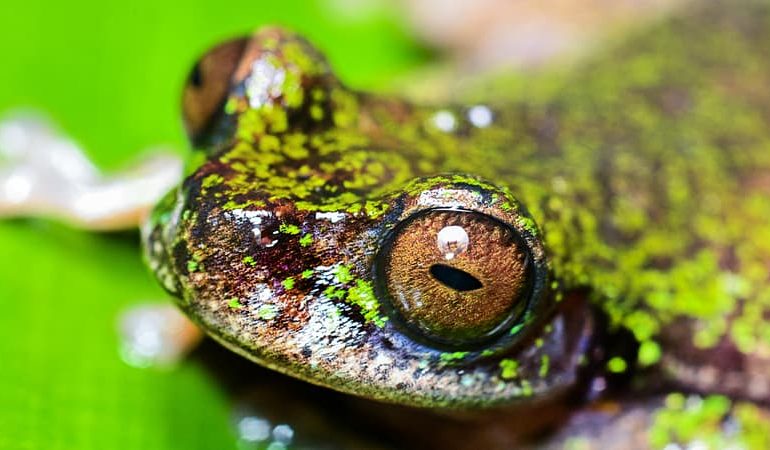 Découverte d&rsquo;une nouvelle espèce de grenouille au Costa Rica