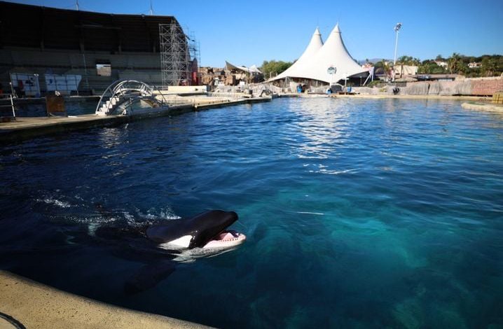 Inquiétudes quant à l&rsquo;avenir des dauphins après l&rsquo;abandon d&rsquo;un projet de relocalisation