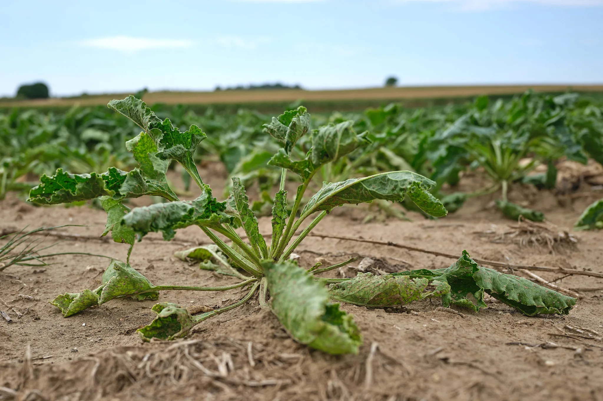 Impact de la sécheresse sur l&rsquo;agriculture selon Serge Zaka et Marc Kerangueven