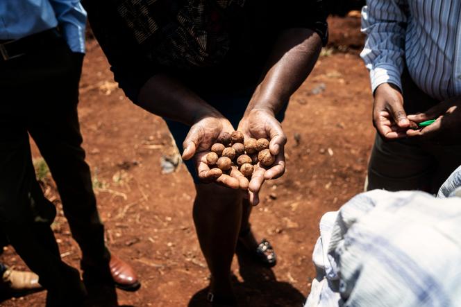 La promotion de l&rsquo;agriculture chez les jeunes au Kenya