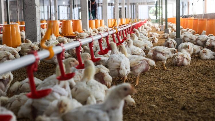 Des mesures urgentes pour soutenir les agriculteurs face à la canicule