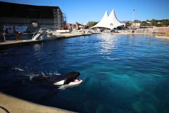 Incertitude sur l&rsquo;avenir des dauphins après l&rsquo;annulation du projet Beauval