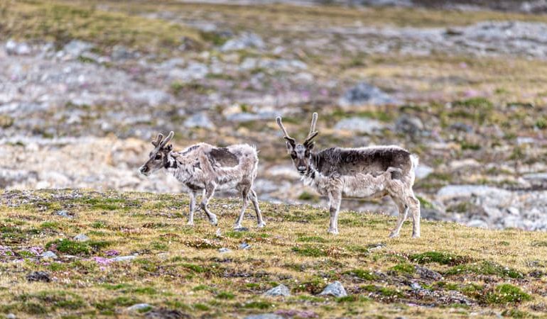 Mortalité inhabituelle de rennes au Svalbard