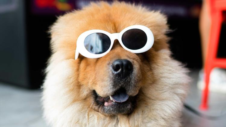 Les animaux de compagnie face à l&rsquo;éclipse solaire