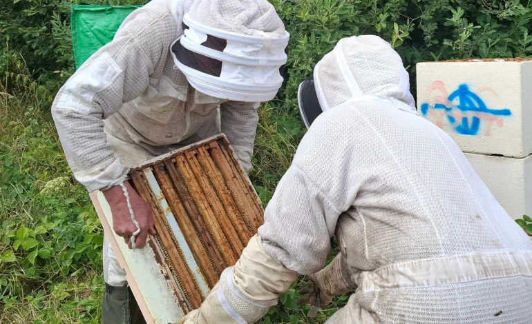 La luzerne, un allié pour les abeilles en période de sécheresse