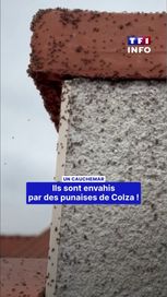 Invasion de punaises de colza et grève des sapeurs-pompiers
