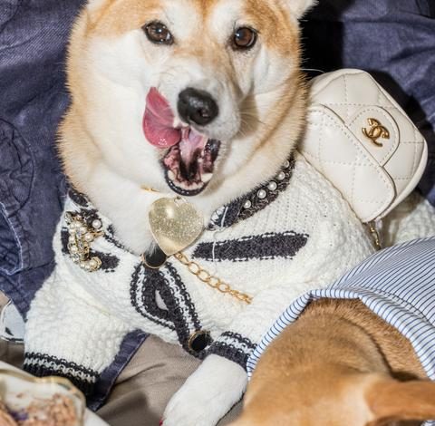 Conflit entre Dogue et Vogue : une bataille juridique autour d&rsquo;un magazine canin