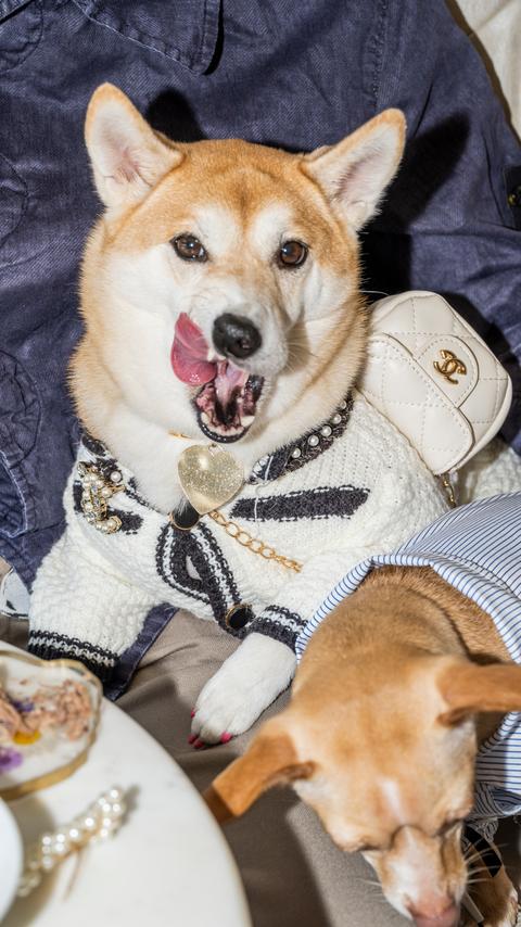Conflit entre Dogue et Vogue : une bataille juridique autour d&rsquo;un magazine canin