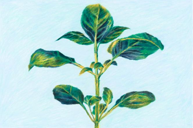 Les secrets du basilic dans la parfumerie