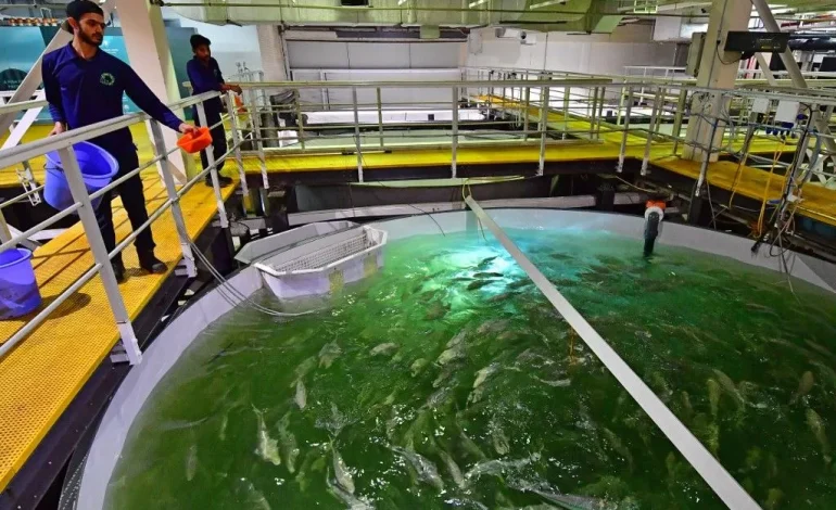 Feu Vert pour une Mégaferme à Saumons en Gironde: Enjeux et Polémiques