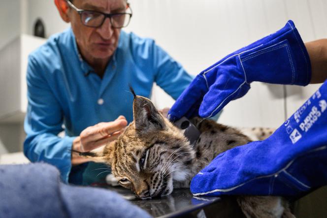 Protection des Lynx dans le Jura : Un Dispositif de Signalisation Expérimental