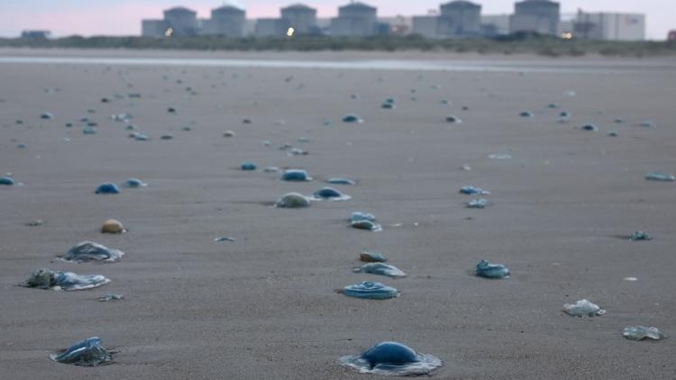 Arrêt de Réacteurs Nucléaires à la Centrale de Gravelines