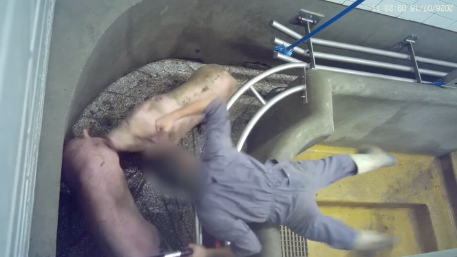 Plainte contre un abattoir pour sévices envers les animaux