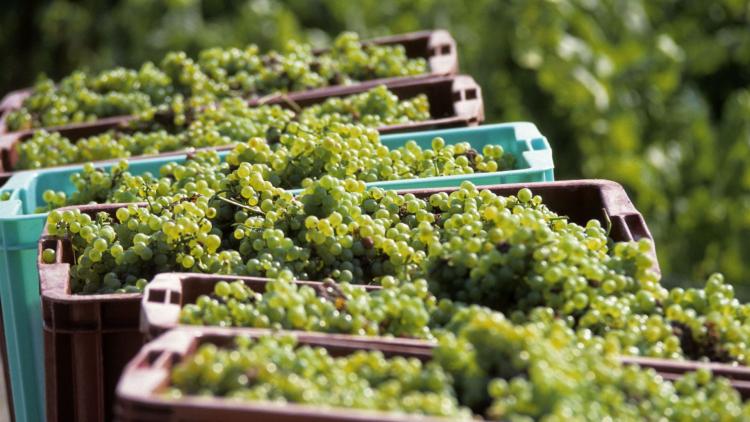 Les vendanges avancées à cause de la canicule
