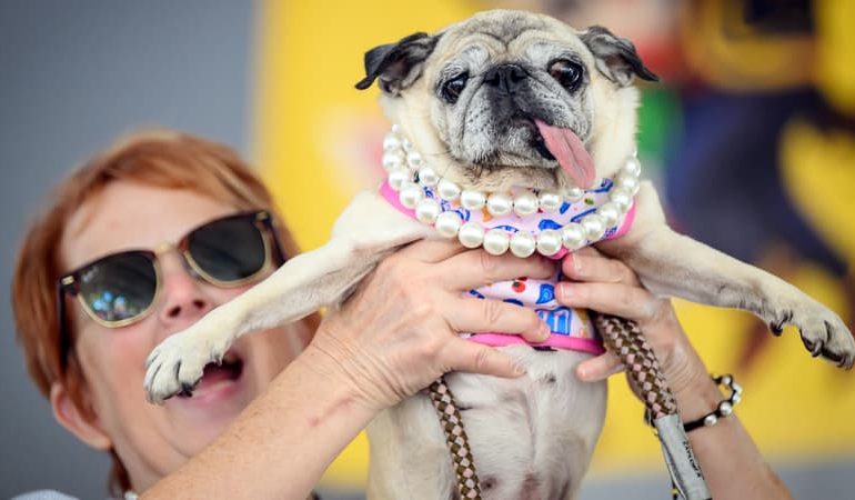 Concours du chien le plus laid: Jinny Lu remporte la victoire