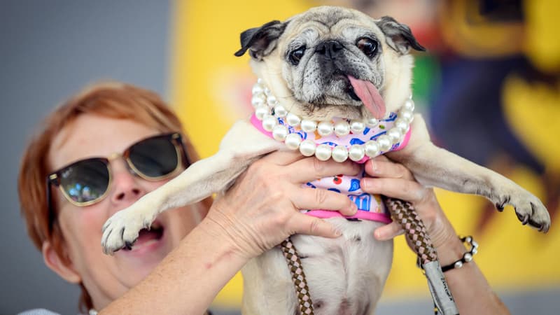 Concours du chien le plus laid: Jinny Lu remporte la victoire