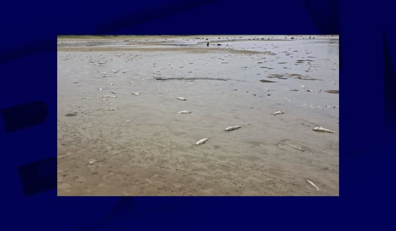 Surmortalité de poissons dans le lac de la Gioule : un impact majeur