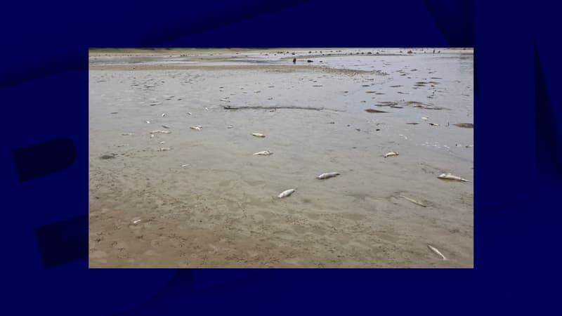 Surmortalité de poissons dans le lac de la Gioule : un impact majeur